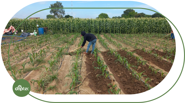 Corn drip irrigation Vietnam farmer