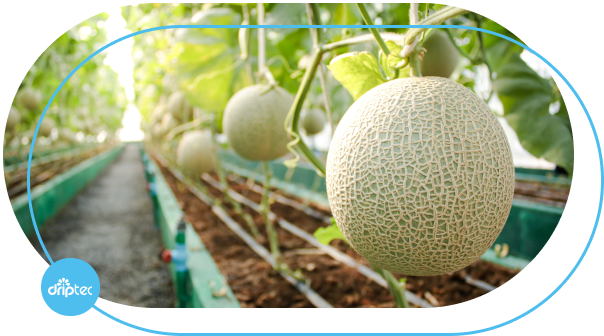 Dripline irrigation for melon