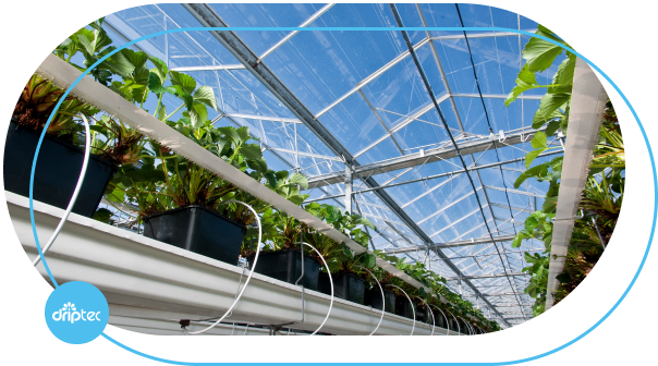 Greenhouse-irrigation-solution