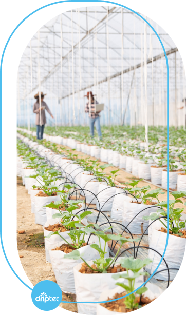 Greenhouse irrigation vertical