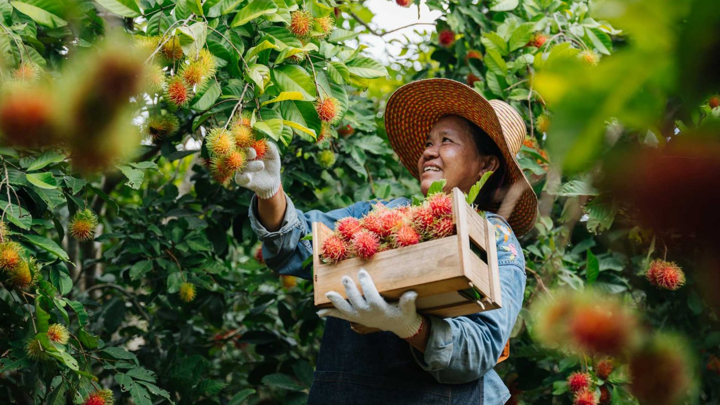 Vietnam-farmer