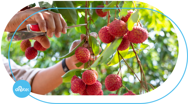 Fruit tree irrigation solutions