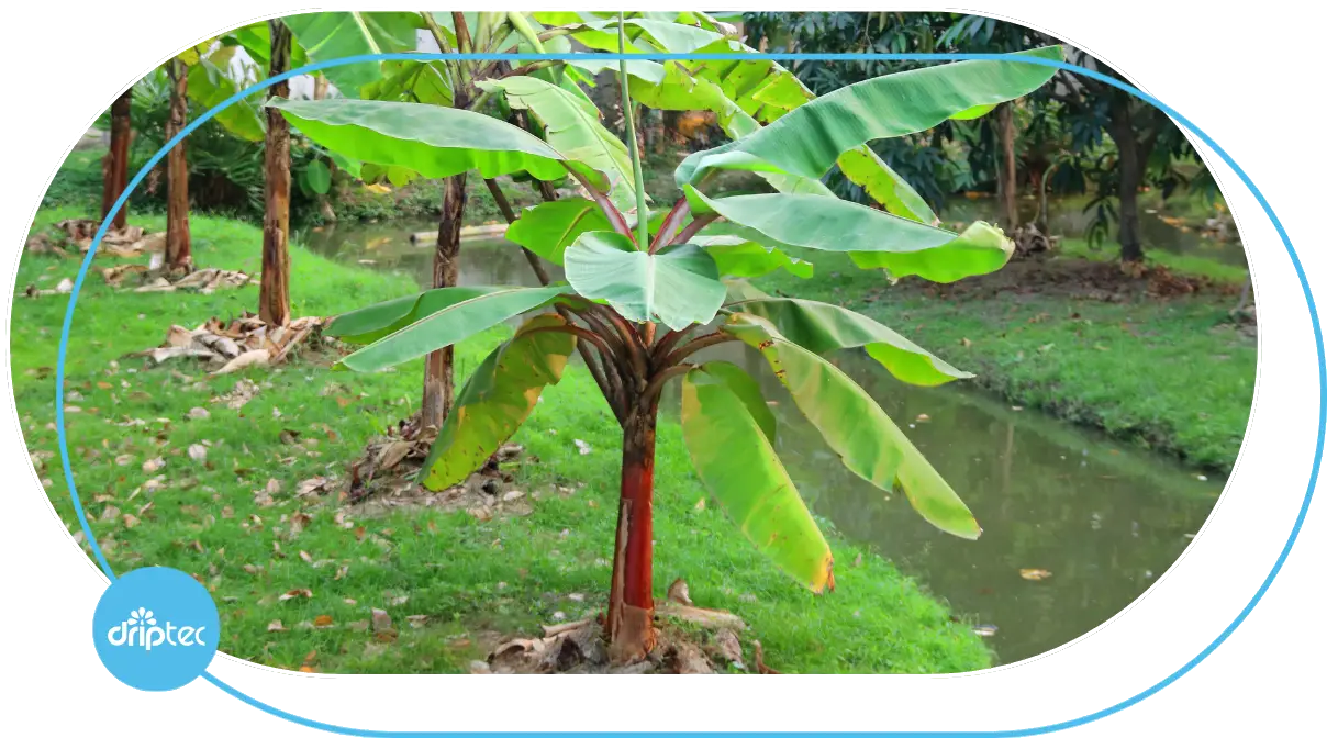 AUTOMATIC BANANA IRRIGATION SOLUTION