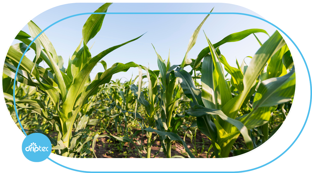 AUTOMATIC CORN IRRIGATION TECHNIQUE - GIẢI PHÁP TƯỚI BẮP TỰ ĐỘNG