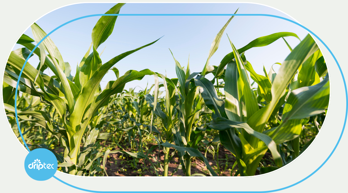 AUTOMATIC CORN IRRIGATION TECHNIQUE