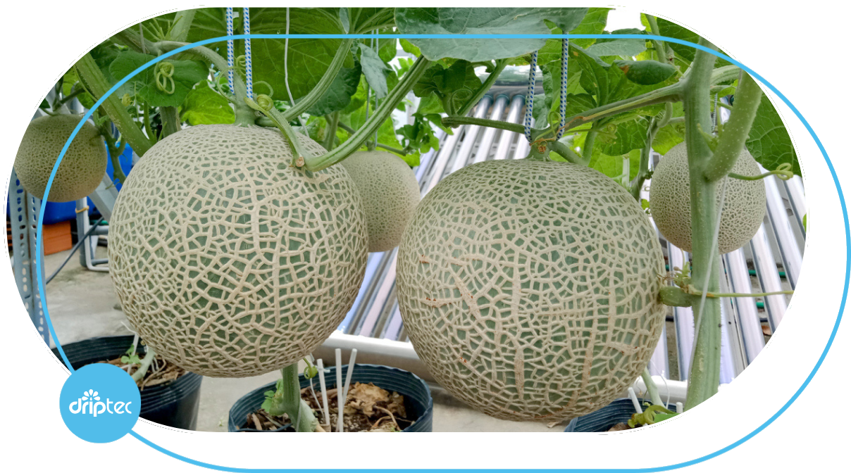 AUTOMATIC MELON IRRIGATION SOLUTION - GIẢI PHÁP TƯỚI DƯA LƯỚI TỰ ĐỘNG (1)