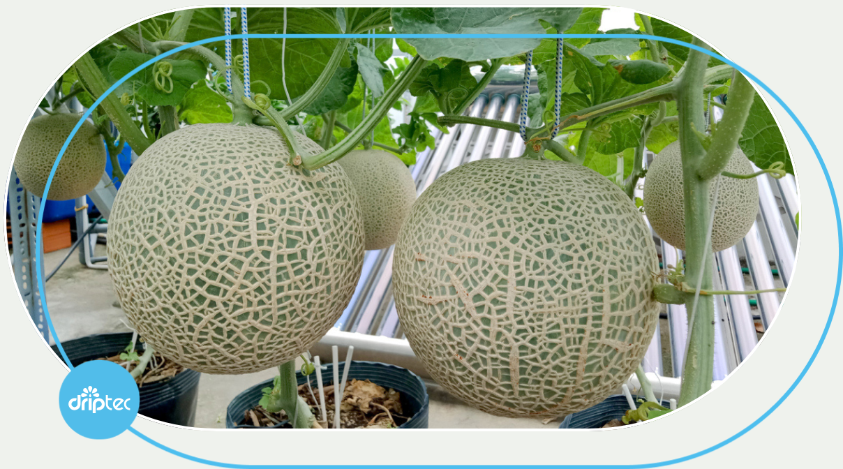 AUTOMATIC MELON IRRIGATION SOLUTION