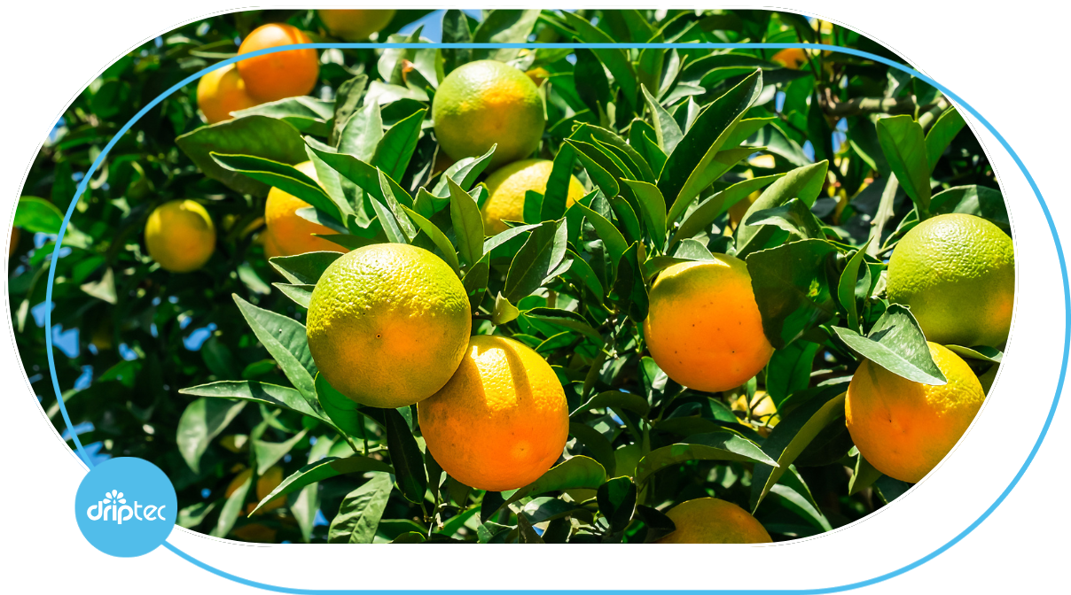 AUTOMATIC ORANGE IRRIGATION SOLUTION