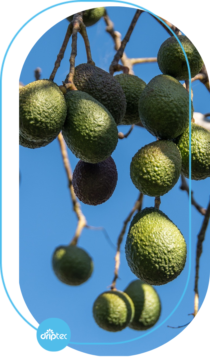 BENEFITS OF AUTOMATIC AVOCADO IRRIGATION