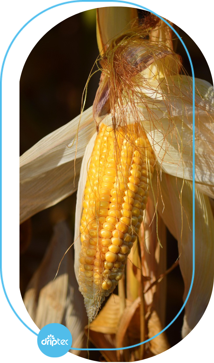 BENEFITS OF AUTOMATIC CORN IRRIGATION