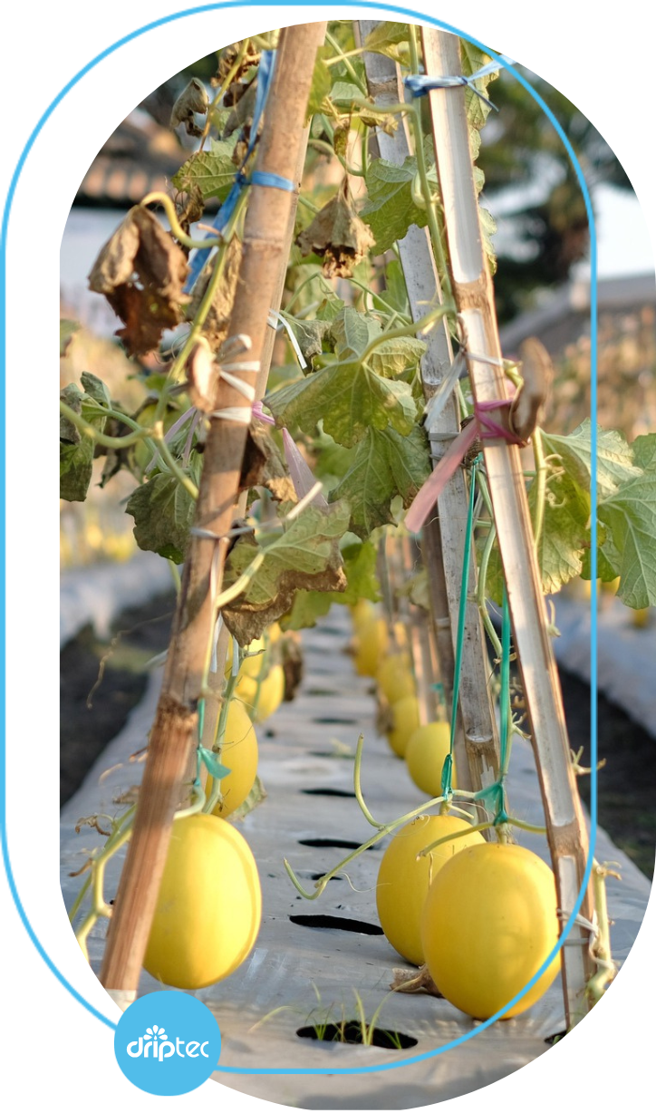 BENEFITS OF AUTOMATIC MELON IRRIGATION