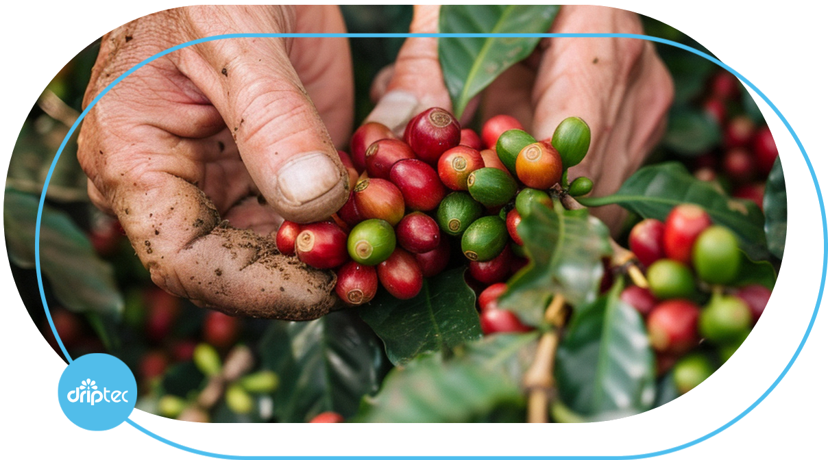 automatic coffee irrigation solution - giải pháp tưới cà phê tự động
