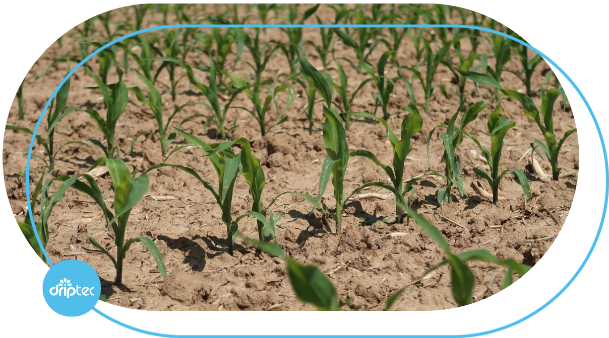 DRIP IRRIGATION MODEL FOR CORN