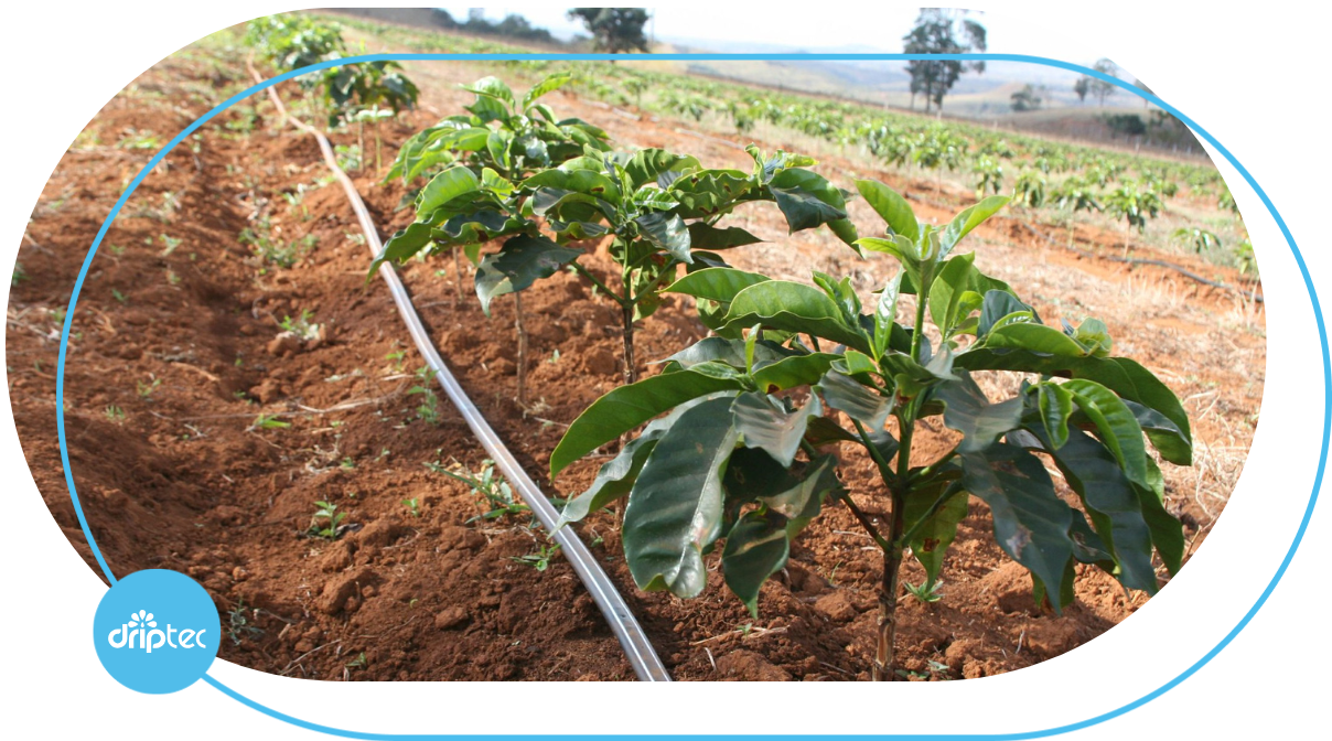 Drip Irrigation System for Coffee Trees