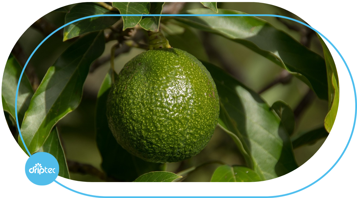 AUTOMATIC AVOCADO IRRIGATION SOLUTION