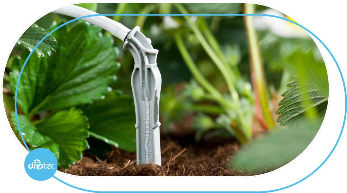 Giải pháp tưới cây trong túi giá thể -Automatic Irrigation Solution For Plants Grown in Substrate Bags