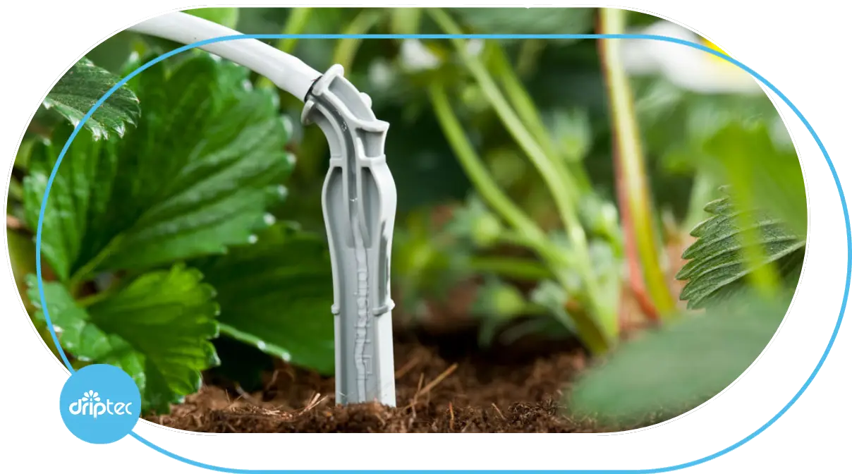 Giải pháp tưới cây trong túi giá thể -Automatic Irrigation Solution For Plants Grown in Substrate Bags