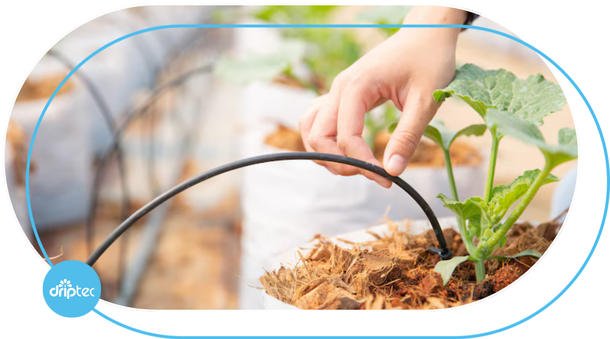 Giải pháp tưới dưa lưới trồng trong bịch giá thể