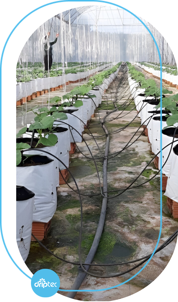 Lợi ích của tưới cây trong túi giá thể