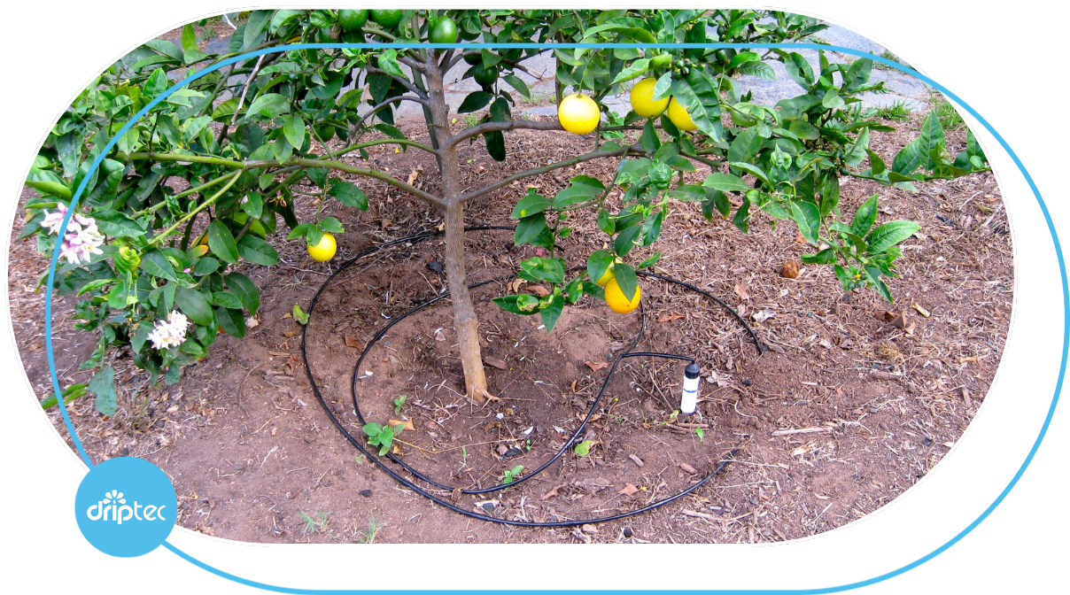 Orange irrigation model using drip tubing wrapped around