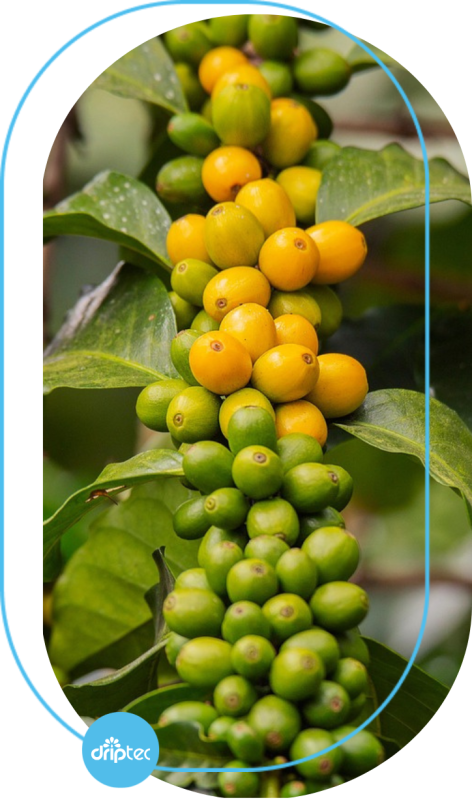POPULAR COFFEE IRRIGATION MODELS