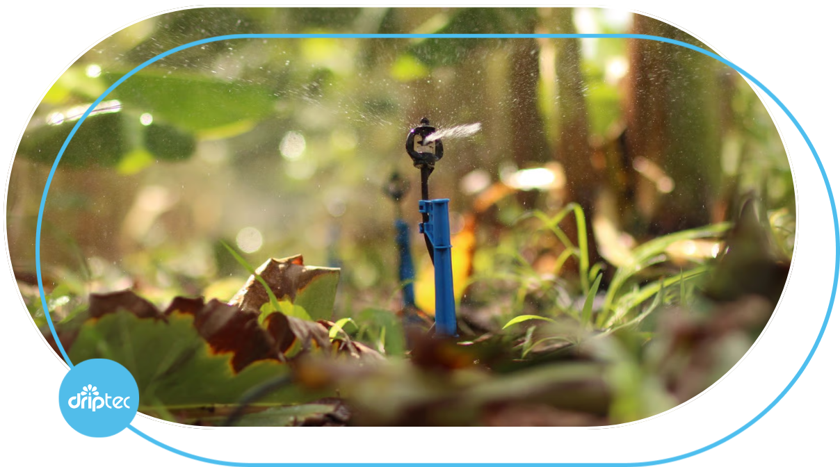 Sprinkler Irrigation for Bananas