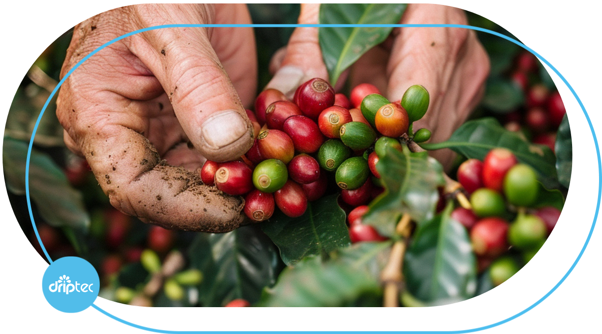 automatic coffee irrigation solution