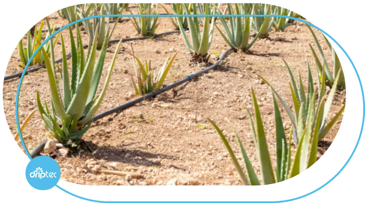 AUTOMATIC ALOE VERA IRRIGATION SOLUTION