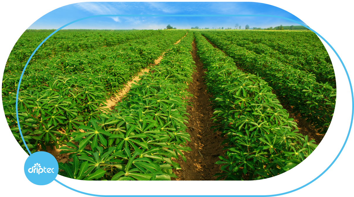 AUTOMATIC CASSAVA IRRIGATION SOLUTION - GIẢI PHÁP TƯỚI MÌ TỰ ĐỘNG