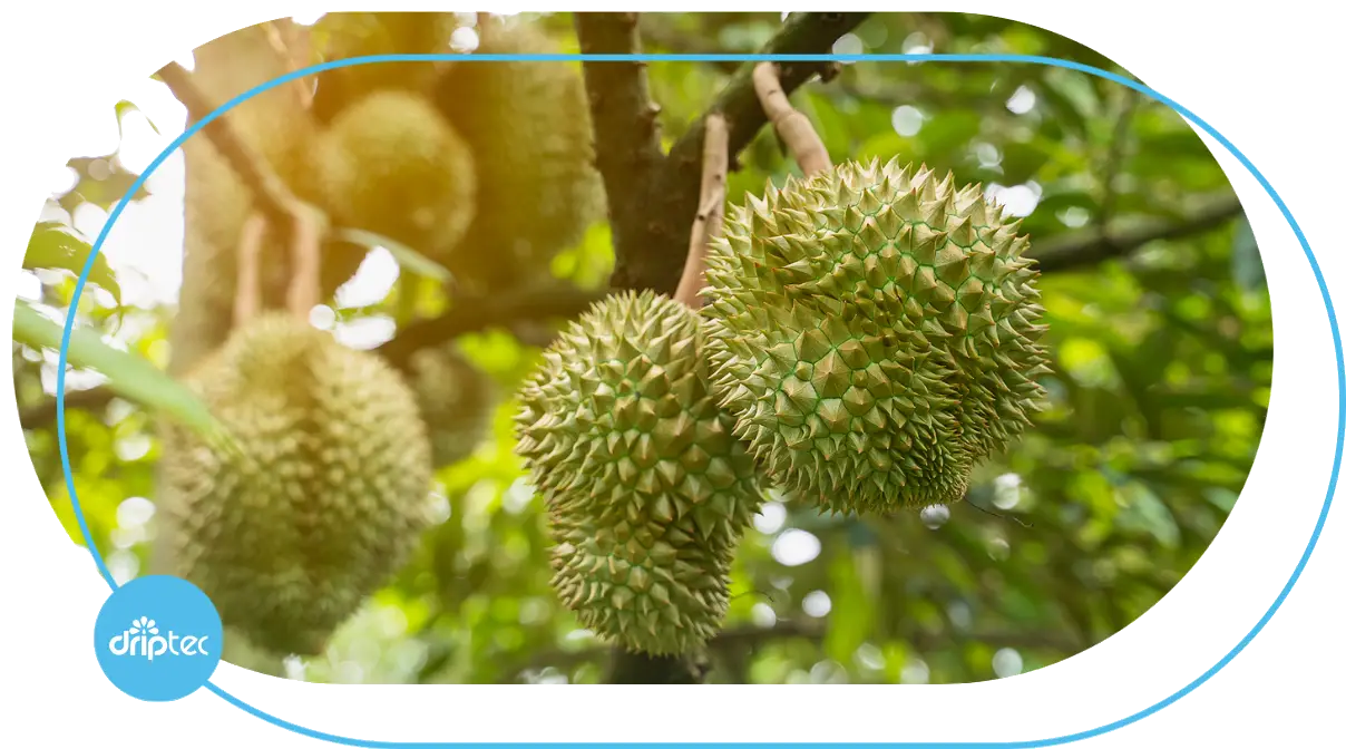 AUTOMATIC DURIAN IRRIGATION SOLUTION