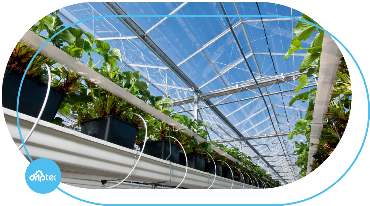 AUTOMATIC GREENHOUSE IRRIGATION SOLUTION - GIẢI PHÁP TƯỚI NHÀ KÍNH TỰ ĐỘNG