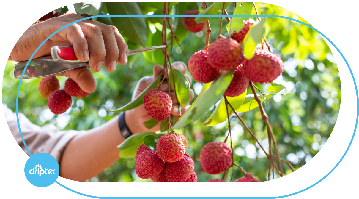 AUTOMATIC LYCHEE IRRIGATION SOLUTION