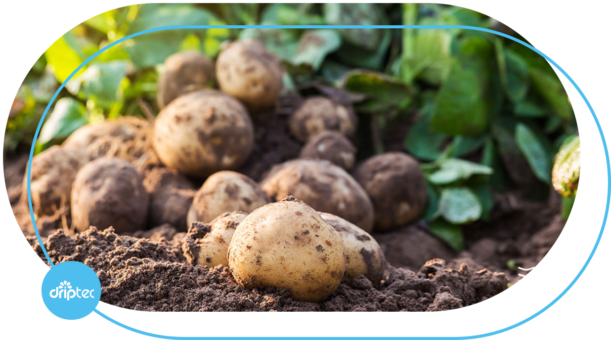 AUTOMATIC POTATO IRRIGATION SOLUTION