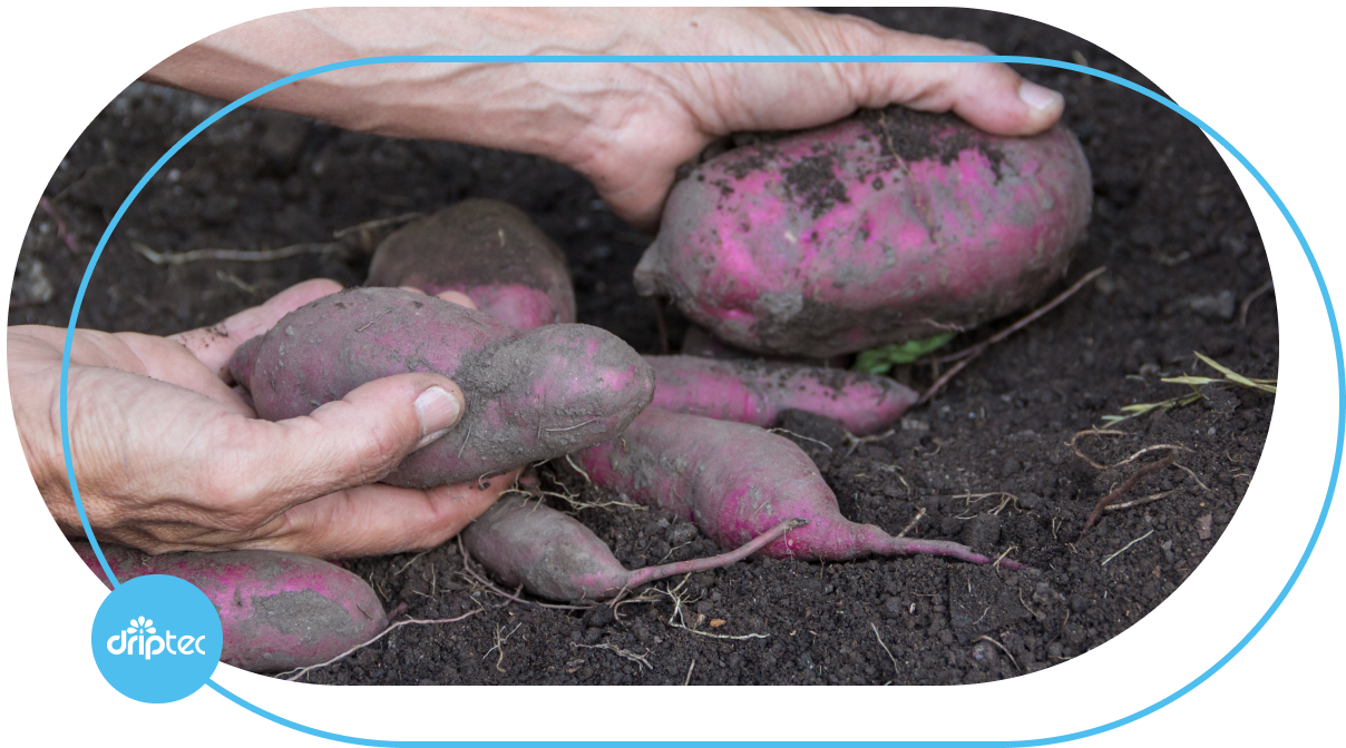 AUTOMATIC SWEET POTATO IRRIGATION SOLUTION