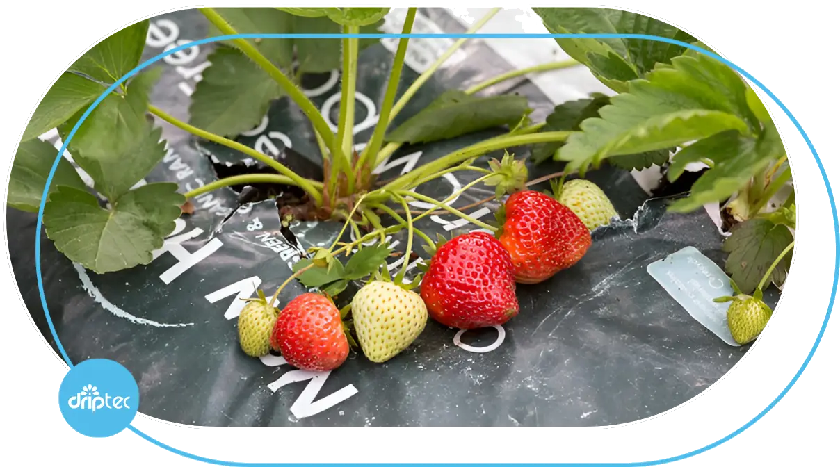 AUTOMATIC STRAWBERRY IRRIGATION TECHNIQUE - GIẢI PHÁP TƯỚI DÂU TÂY TỰ ĐỘNG