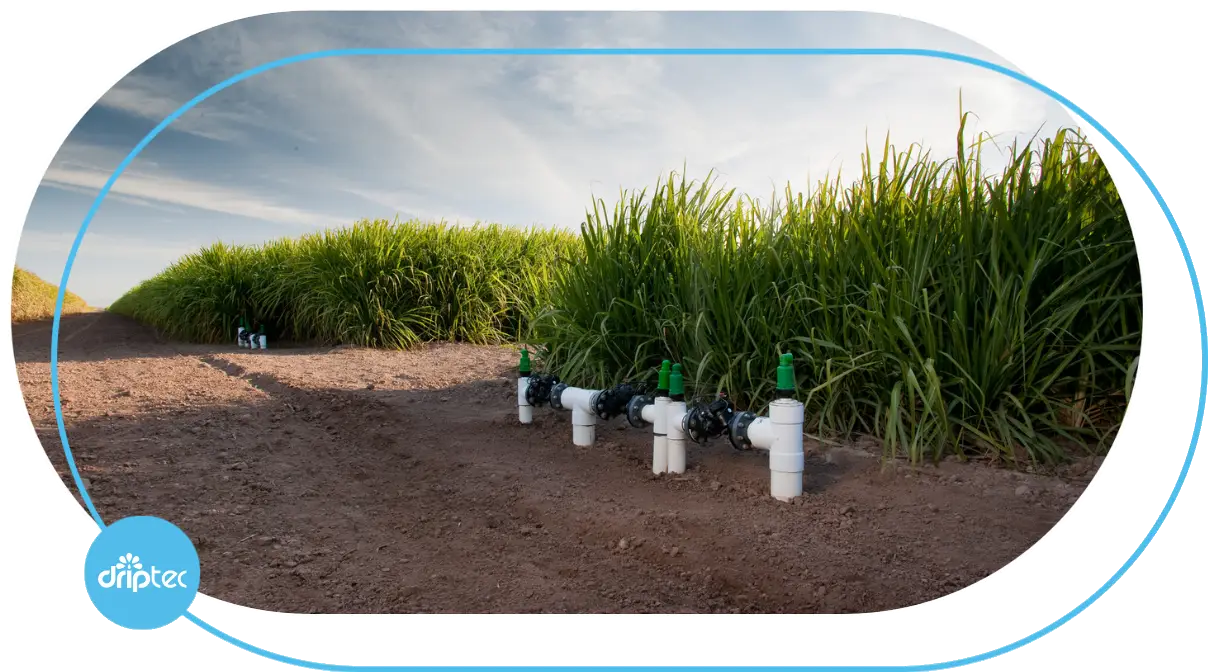 AUTOMATIC SUGARCANE IRRIGATION SOLUTION - GIẢI PHÁP TƯỚI MÍA TỰ ĐỘNG