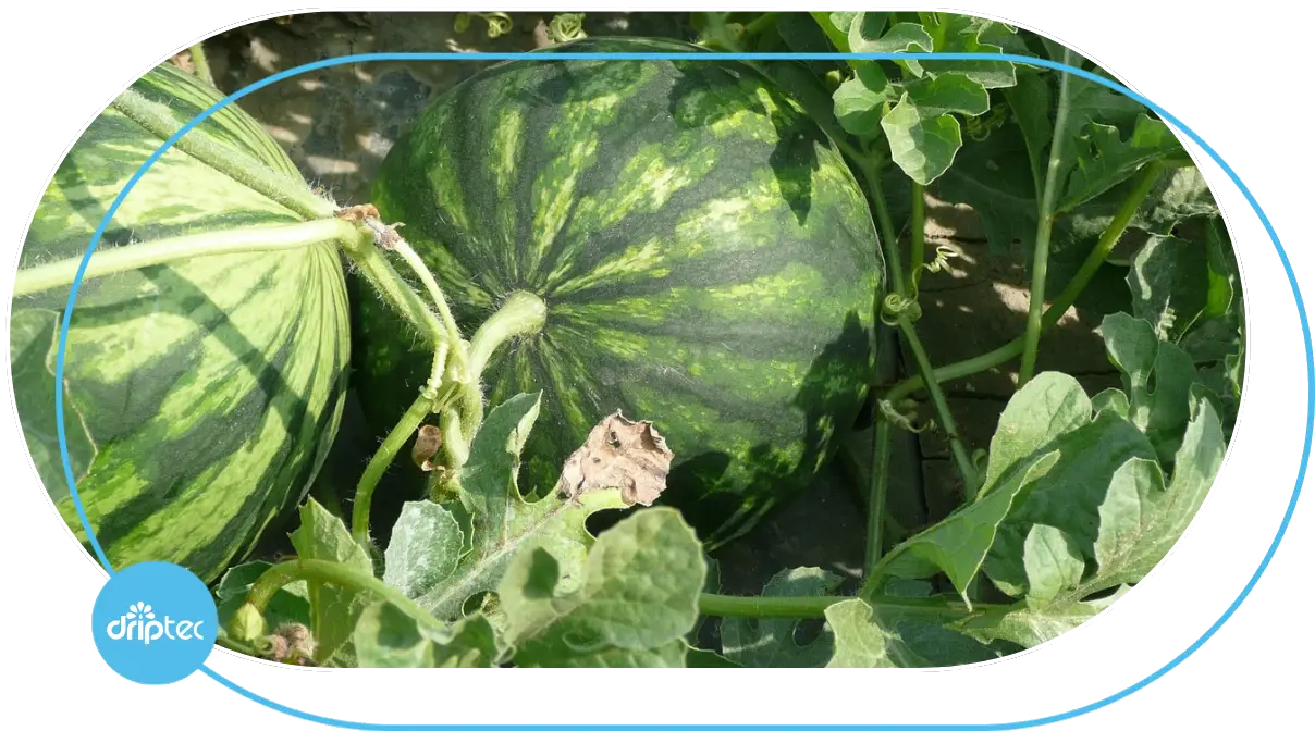 AUTOMATIC WATERMELON IRRIGATION SOLUTION - GIẢI PHÁP TƯỚI DƯA HẤU TỰ ĐỘNG