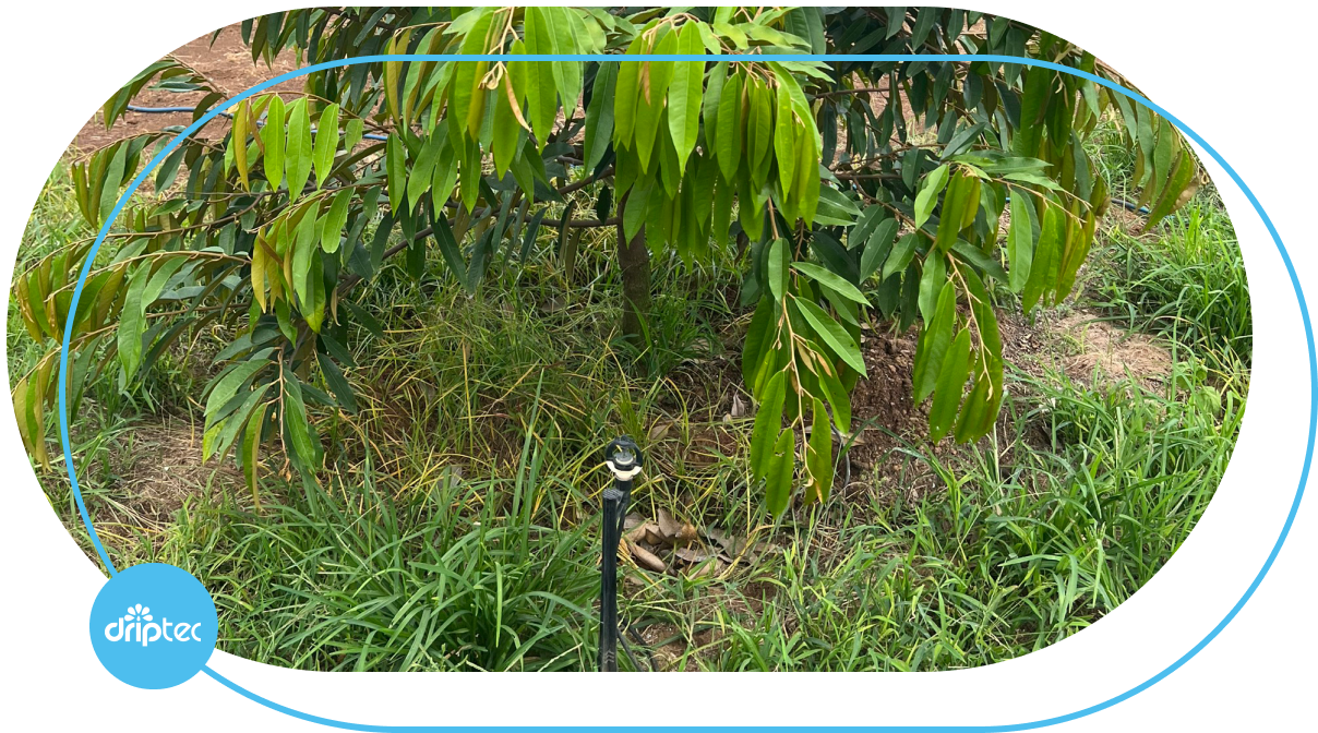 Automatic Durian Irrigation Model Using Rivulis S2000 Sprinklers