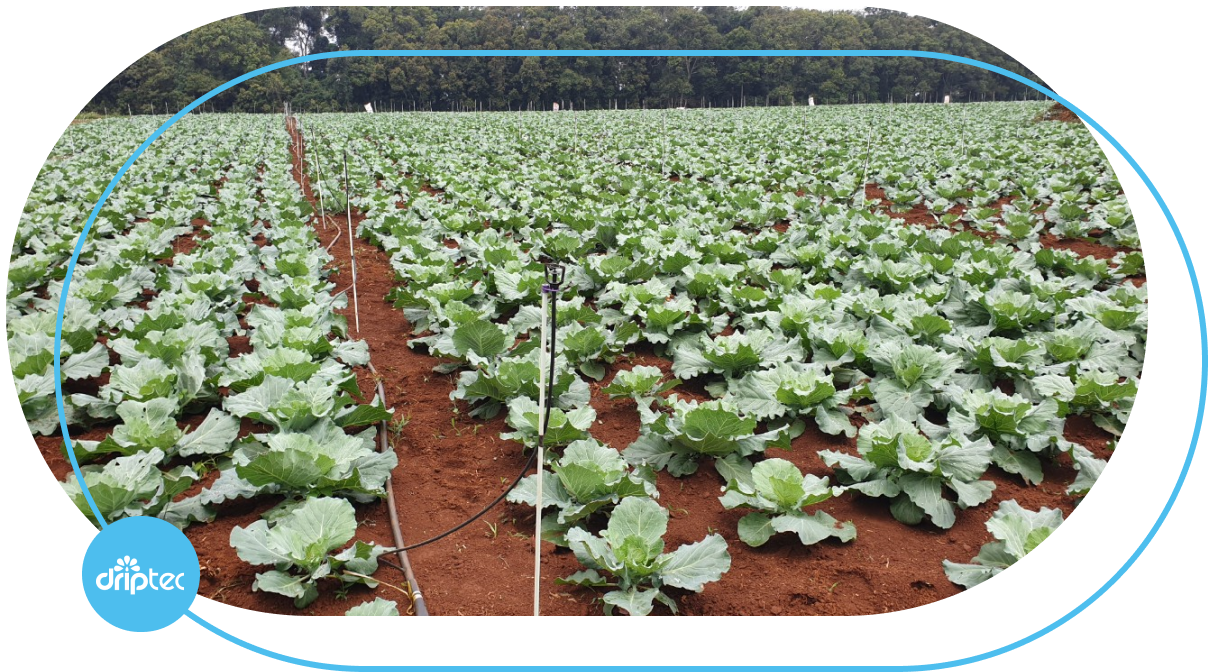 Automatic Sprinkler Irrigation for Vegetables