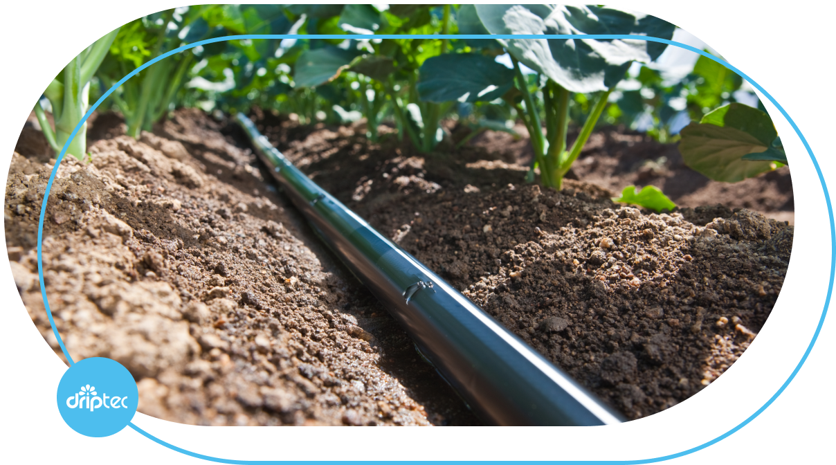Automatic Vegetable Irrigation Using Drip Irrigation Solution