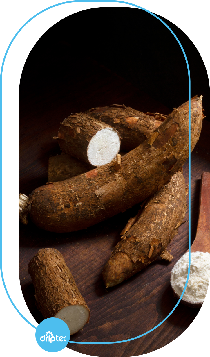 BENEFITS OF AUTOMATIC CASSAVA IRRIGATION
