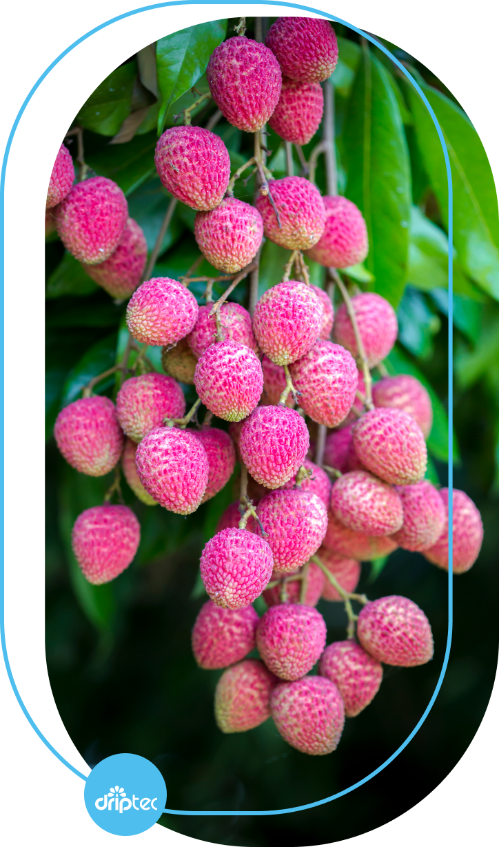 BENEFITS OF AUTOMATIC LYCHEE IRRIGATION