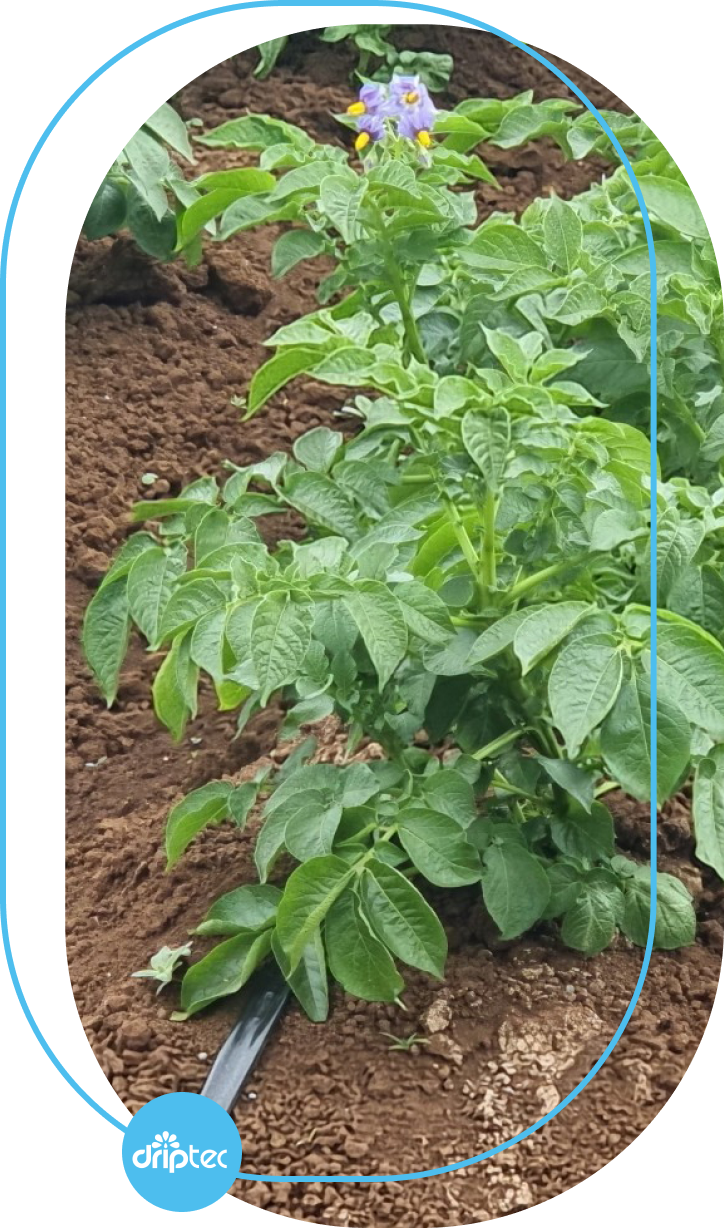 BENEFITS OF AUTOMATIC POTATO IRRIGATION
