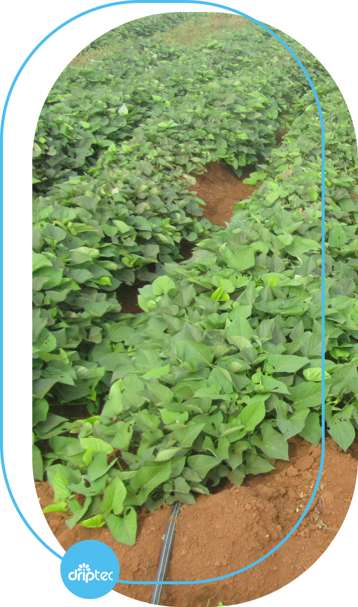 BENEFITS OF AUTOMATIC POTATO IRRIGATION