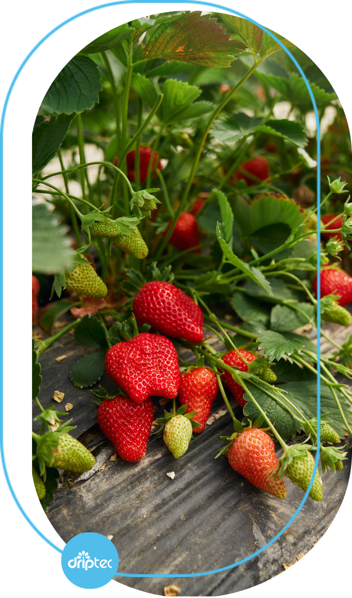 BENEFITS OF AUTOMATIC STRAWBERRY IRRIGATION