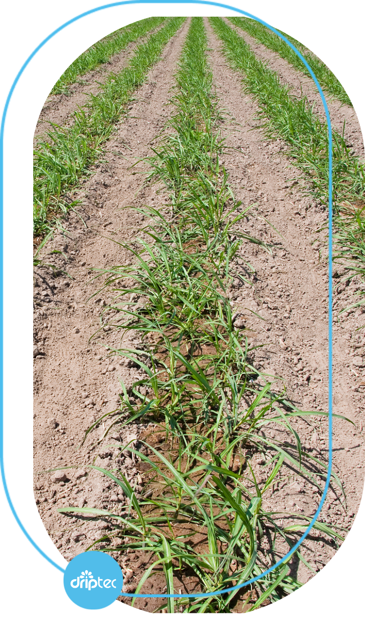 BENEFITS OF AUTOMATIC SUGARCANE IRRIGATION