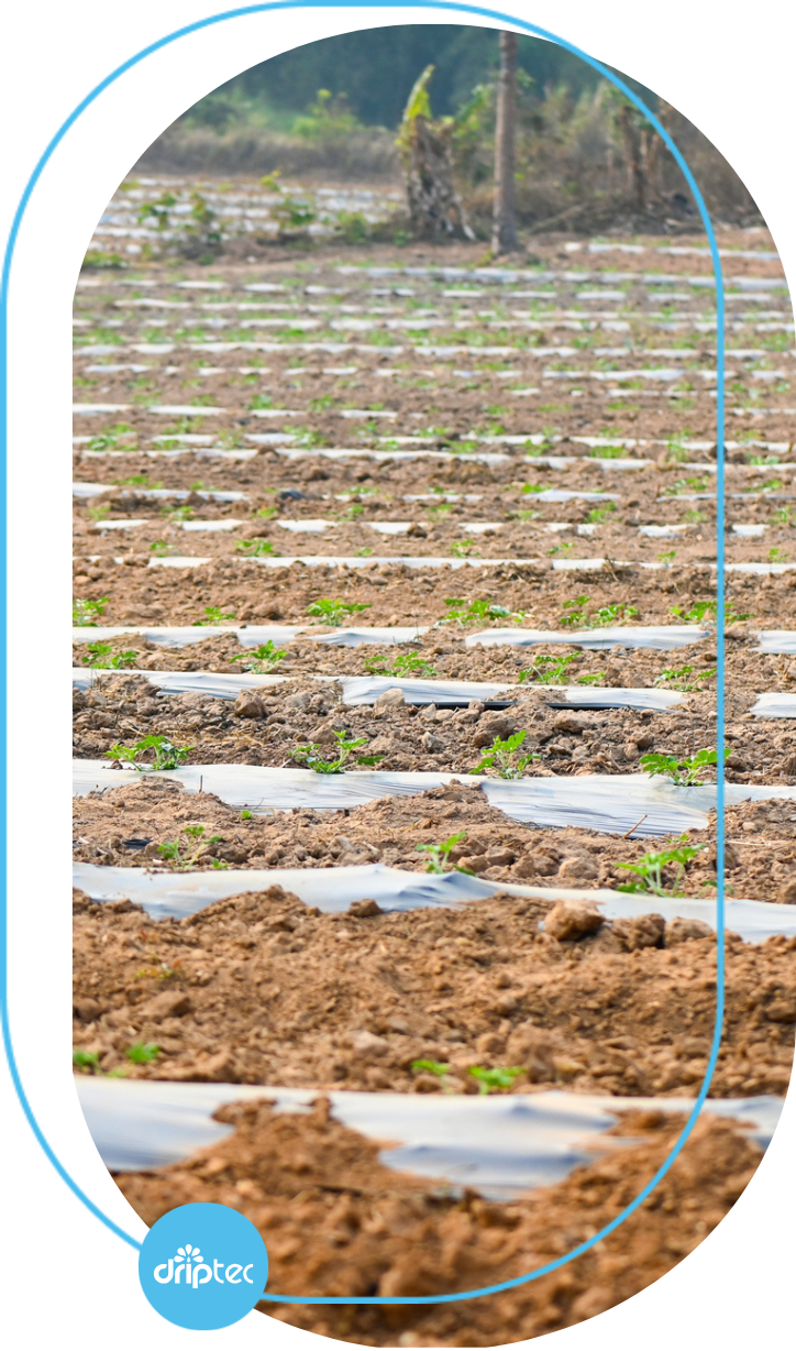 BENEFITS OF AUTOMATIC WATERMELON IRRIGATION