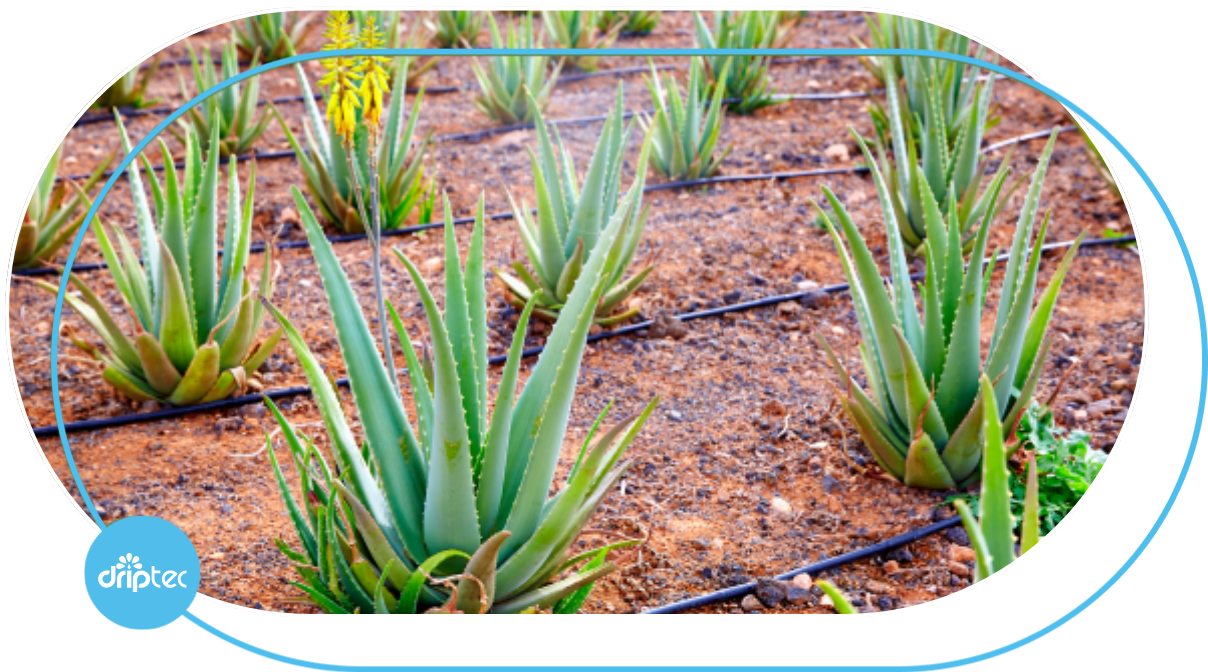 Drip irrigation method for pineapple