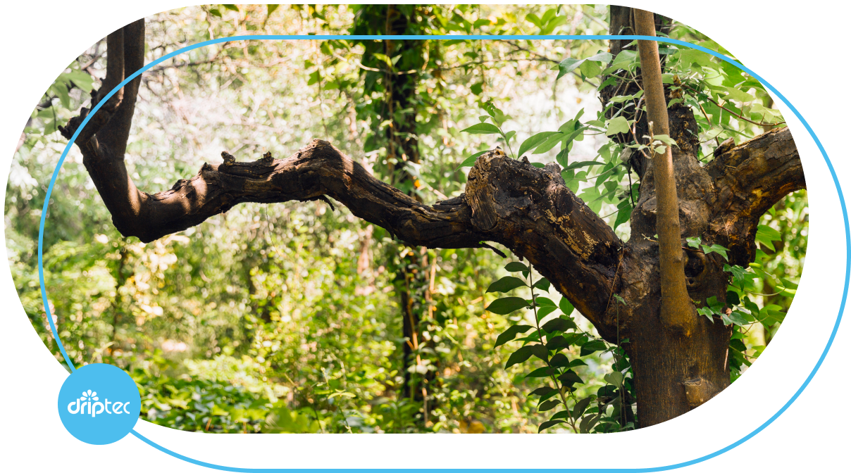 Forestry trees irrigation solution by Driptec