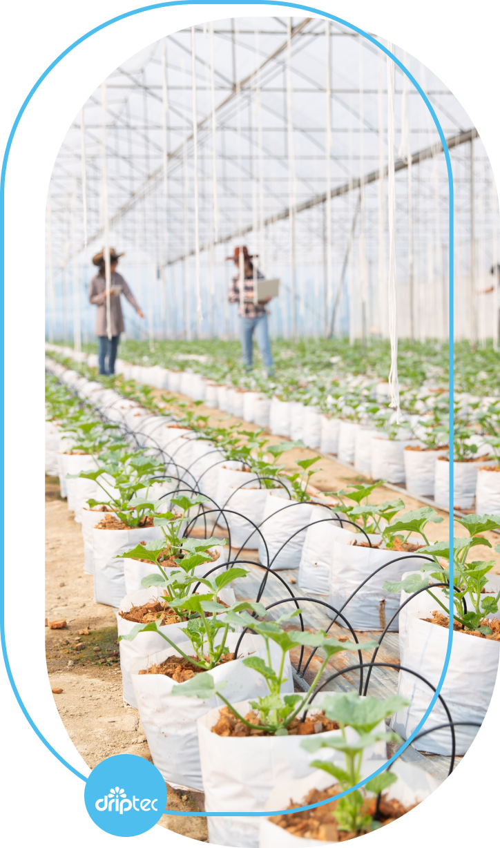 GIẢI PHÁP TƯỚI NHÀ KÍNH, TƯỚI NHÀ MÀNG TỰ ĐỘNG
